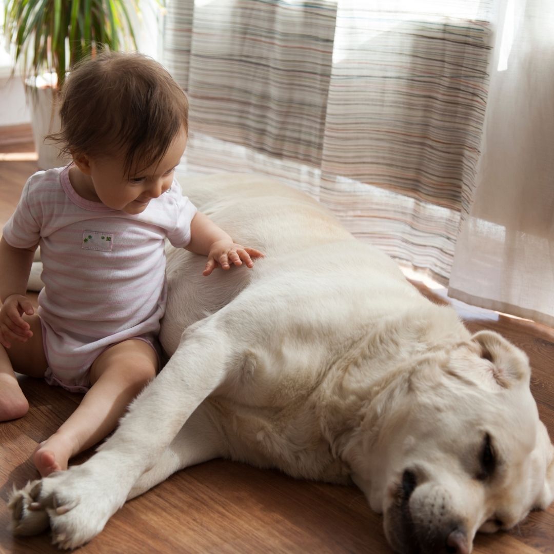 Baby and dog sitting on floor